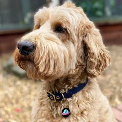 Close Encounter Enamel Pet Charm^Erstwilder Clearance