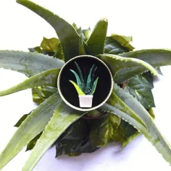 Soothing Sprigs Brooch^Erstwilder New