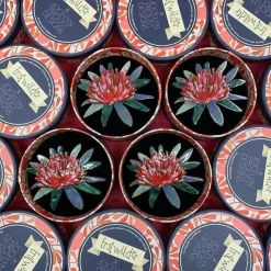 Waratah Warmth Brooch^Erstwilder Online